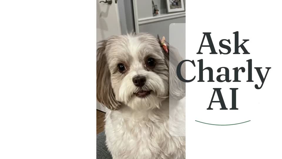 Charly introduces Ask Charly in a video